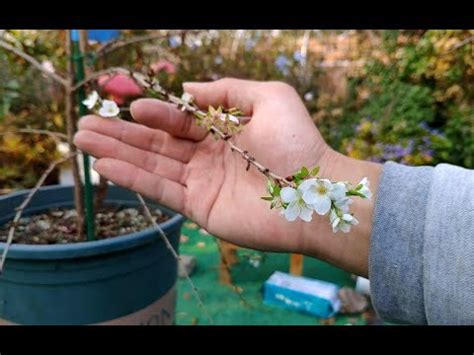 櫻花樹 風水|風水師揭秘：種櫻花提升財運